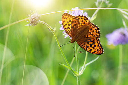 macro photography fritillary butterfly on flower thumbnail