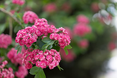 selective focus photo of pink petaled flowers thumbnail