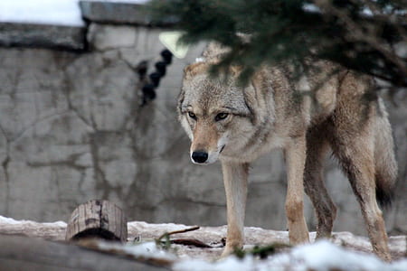 shallow focus photo of lone wolf thumbnail