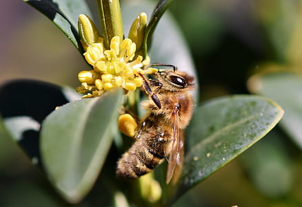beer pollinating on yellow petaled flower thumbnail