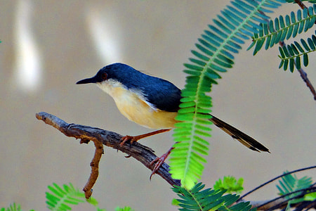 Ashy Prinia, Ashy Wren-Warbler thumbnail