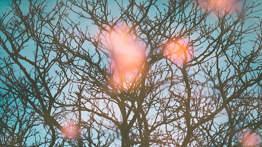 withered tree photography thumbnail