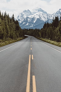 gray concrete road surrounded by green trees thumbnail