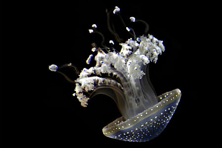 white and gray jelly fish thumbnail