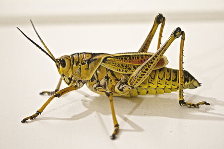 closeup photo of green and black grasshopper thumbnail