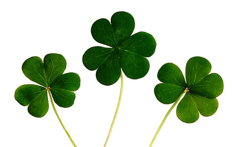 photo of green clovers thumbnail