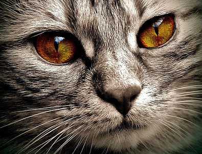 close up photo of gray Tabby Cat thumbnail