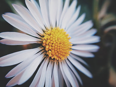 close up photo of white daisy thumbnail