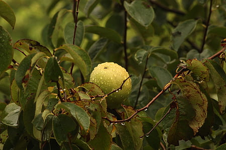 green guava fruit thumbnail