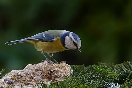 white, brown, and black bird perched on brown stone thumbnail