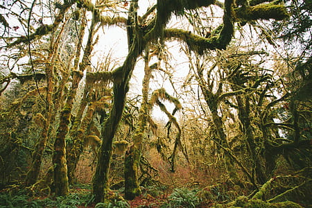 trees, moss, green, horror thumbnail