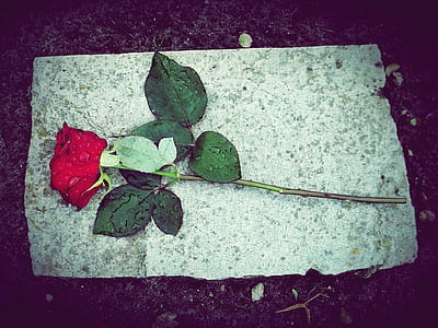 red rose on white surface thumbnail