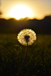 white dandelion flower selective-focus photography during sunset thumbnail