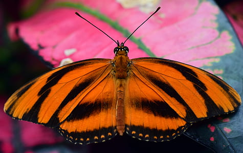 orange and black long winged butterfly in close-up photography thumbnail