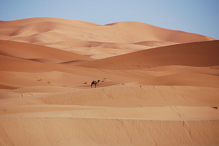 camel alone on desert thumbnail