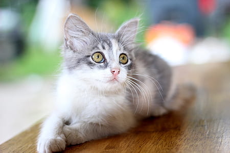 brown tabby kitten on table thumbnail
