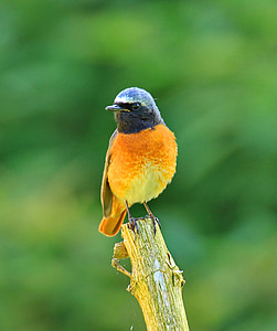 shallow focus photography of black and orange bird on tree branch thumbnail