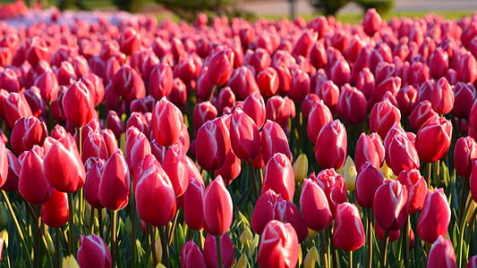 pink tulip field during daytime thumbnail