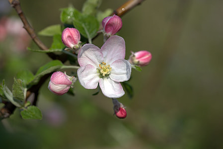 macro photography of white flower thumbnail