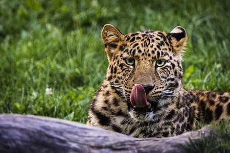 leopard reclining on green grass thumbnail