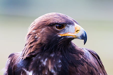 close up photography of brown eagle thumbnail