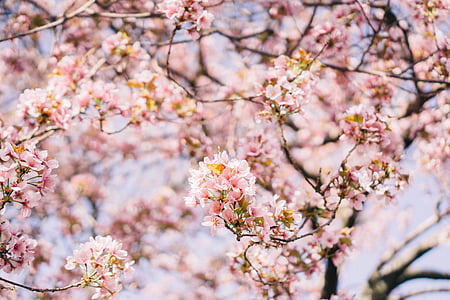pink cherry blossom tree thumbnail