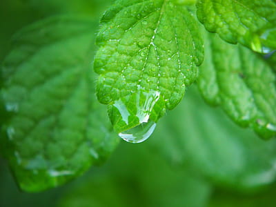 water drop on green leaf thumbnail