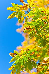 tilt shift photo of green leaf plant thumbnail