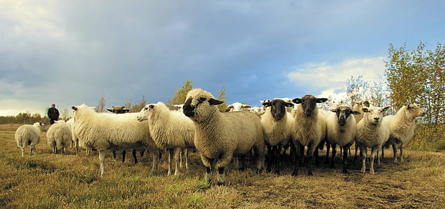 herd of white sheep under b lue sky thumbnail