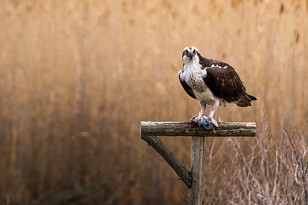 brown and white falcon on wooden stand thumbnail