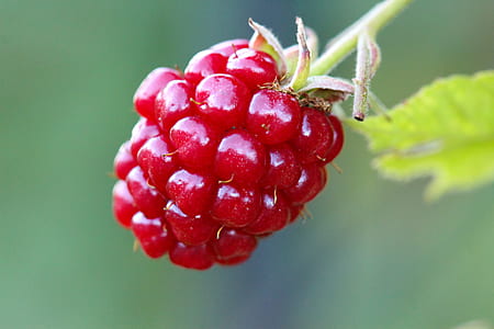 selective focus photography of red raspberry thumbnail