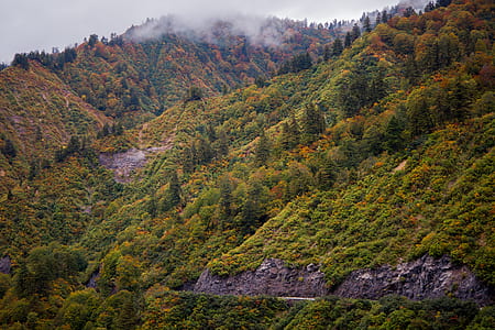 aerial photography of tree and mountain thumbnail