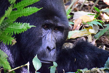 black gorilla at daytime thumbnail