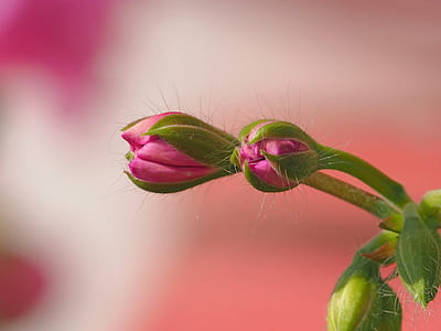 closeup photography of red petaled flowers thumbnail