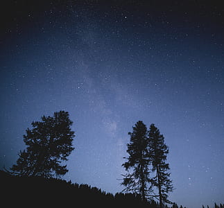 silhouette of trees under Milky Way thumbnail