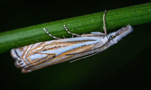 Macro Photo of White and Beige Tree Hopper thumbnail