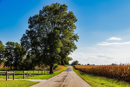 Trees Against Sky thumbnail