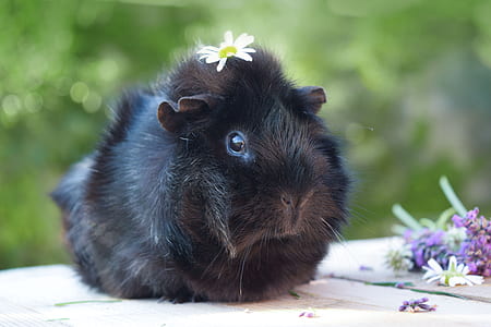 brown guinea pig on white surface thumbnail