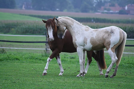brown and white horses on green grass thumbnail