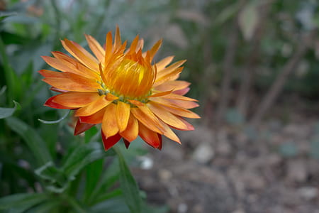 orange strawflower selective-focus photography thumbnail