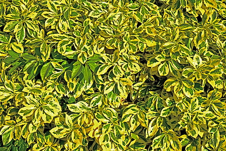 landscape, nature, leaves, plants thumbnail