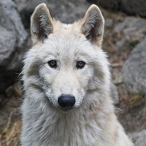 closeup photo brown wolf thumbnail