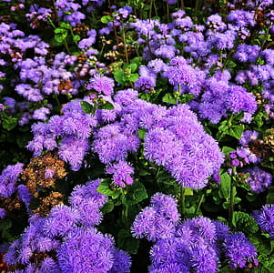 Purple Petaled Flowers thumbnail