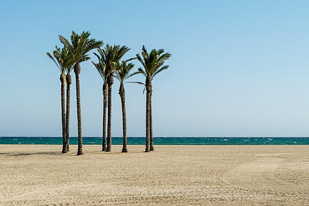 palm trees near ocean thumbnail