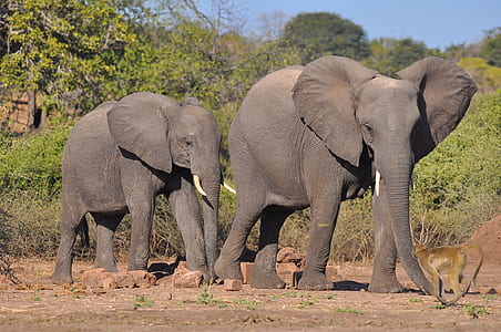 two gray elephants near green trees thumbnail