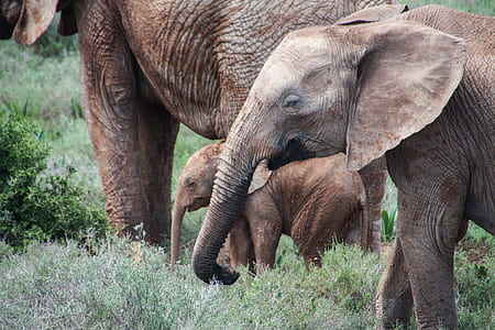 baby elephant on wild thumbnail
