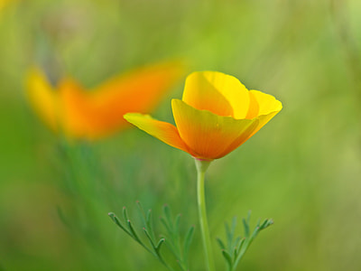 Eschscholzia Californica, Poppy Flower thumbnail