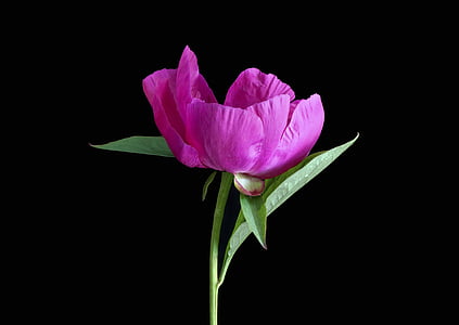 focused photo of green and purple flower thumbnail