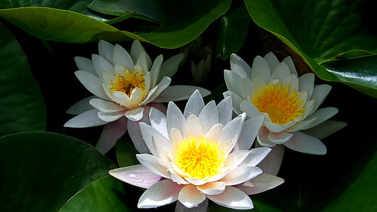 white water lillies thumbnail