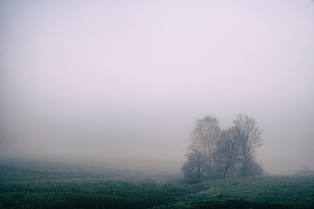 bare trees under cloudy sky thumbnail
